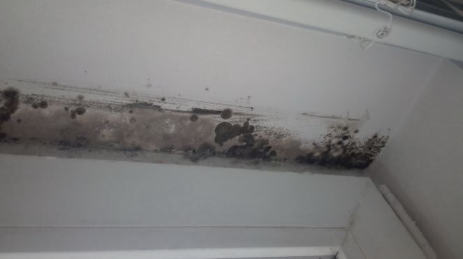 mold in basement